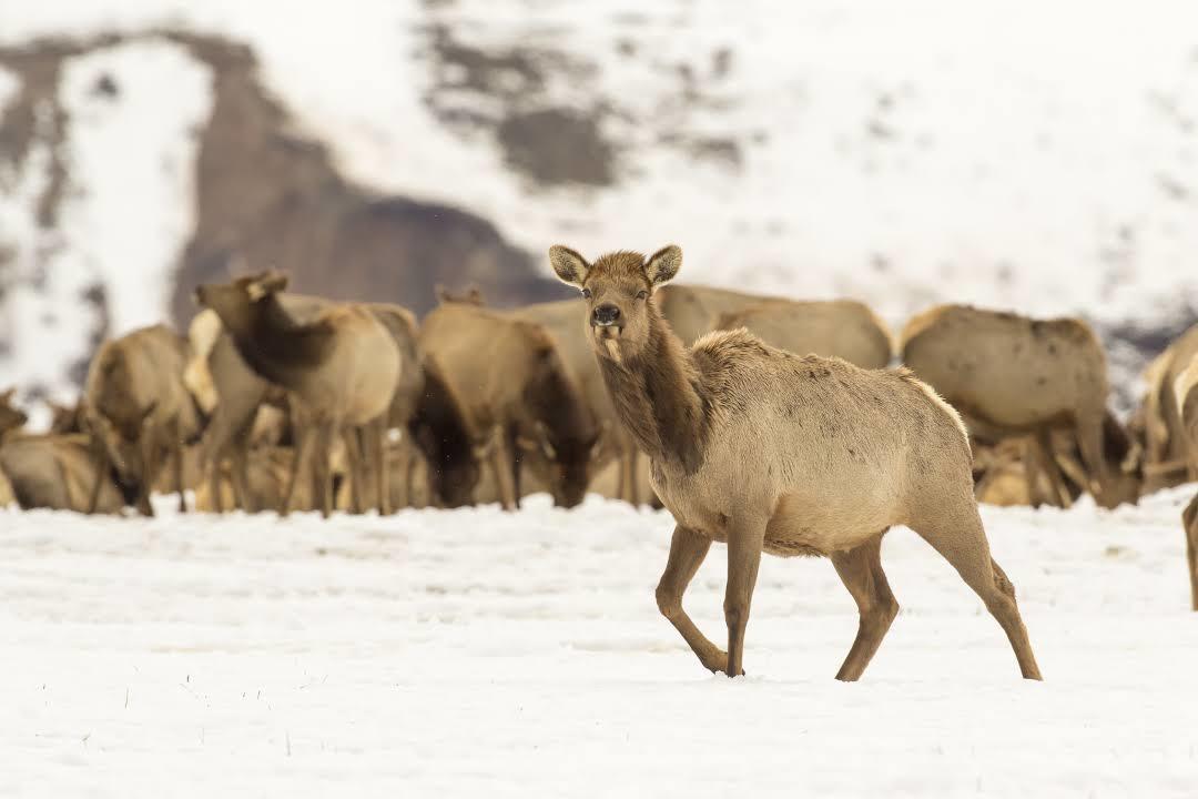 National Elk Refuge